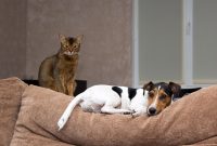 How to Choose the Best Pet-Friendly Living Room Furniture Furniture for pet friendly apartments