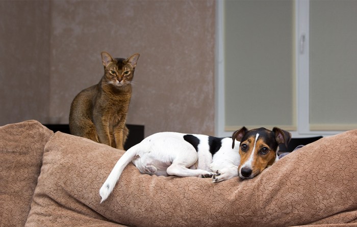Furniture for pet friendly apartments